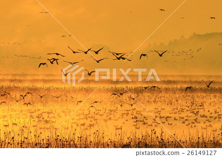 伊豆沼在早上 伊豆沼在早上 26149127