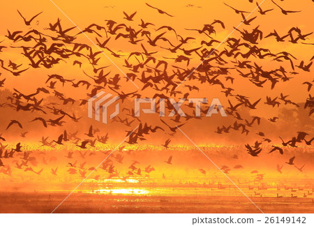 伊豆沼在早上 26149142