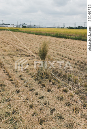 rice harvesting, paddy field, rice field 26149713