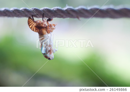 Emergence of stains 26149866