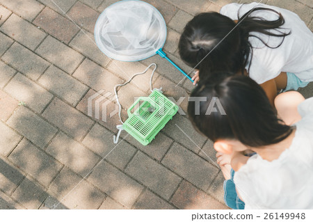 cicada, primary school student, schoolchild 26149948