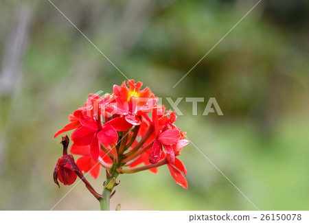 Small red orchids on green Small red orchids on green 26150078