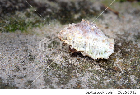 Shell on stone 26150082