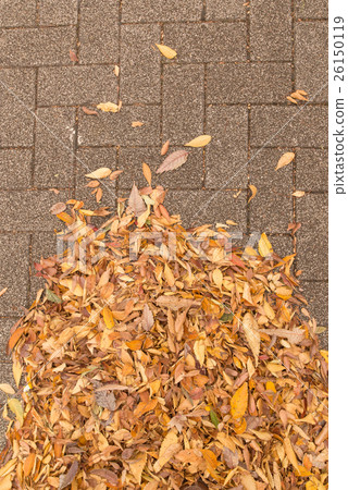 Fallen leaves Fallen leaves 26150119