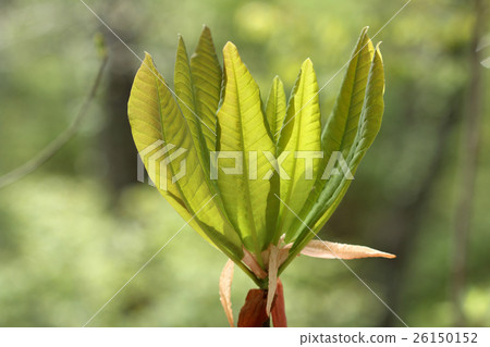 Wakaba leaves 26150152
