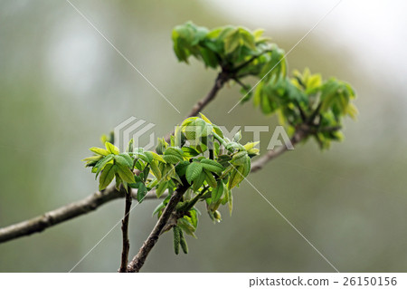 Onigurumi年輕葉子 Onigurumi年輕葉子 26150156