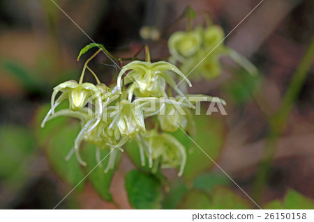 Flower of Ikarigi Kibana Flower of Ikarigi Kibana 26150158