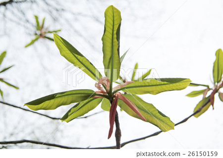 Wakaba leaves 26150159
