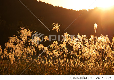 Sunset of the sunset 26150706