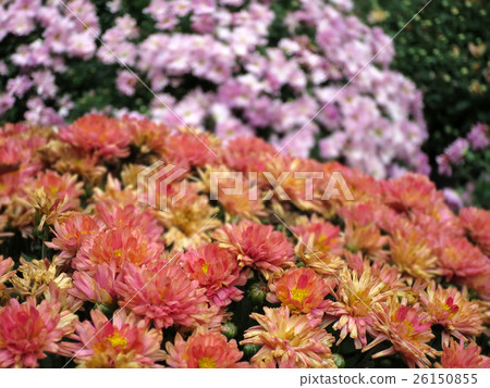 菊花 26150855