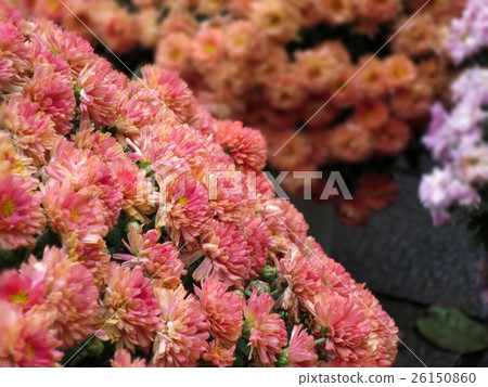 Chrysanthemum   26150860