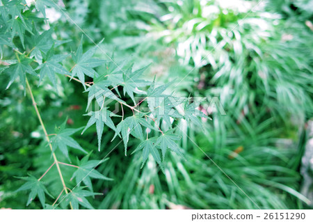 秋天的樹葉 26151290