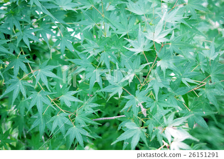 秋天的樹葉 26151291