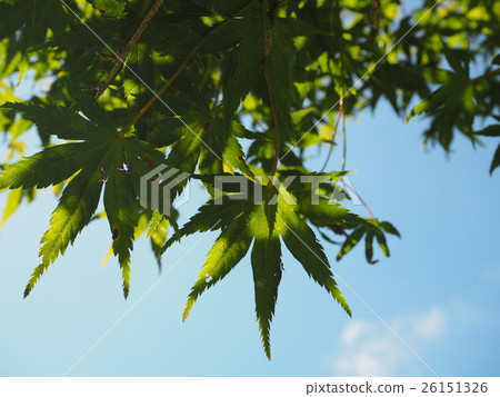 綠色秋葉 26151326