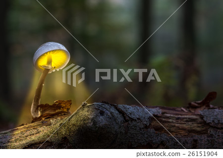 an porcelain fungus an porcelain fungus 26151904