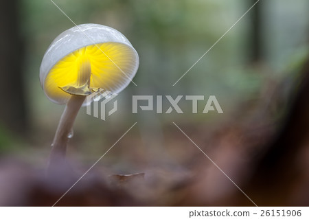 an porcelain fungus 26151906