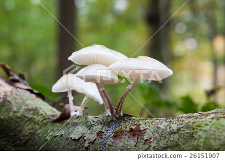 an porcelain fungus 26151907