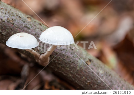 an porcelain fungus an porcelain fungus 26151910