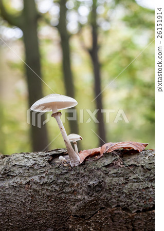 an porcelain fungus 26151914