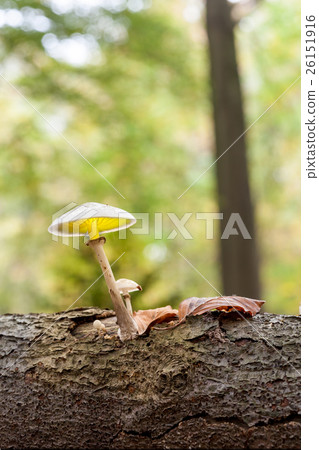 an porcelain fungus an porcelain fungus 26151916