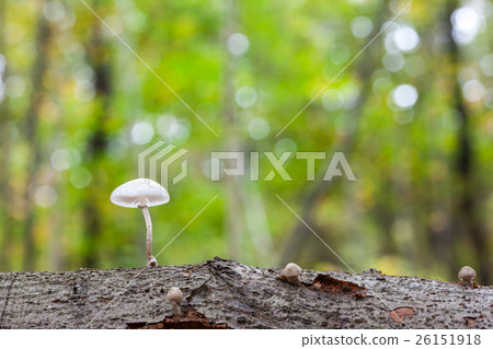an porcelain fungus an porcelain fungus 26151918