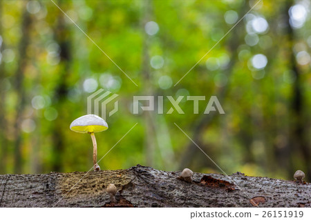 an porcelain fungus 26151919