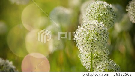 Beautiful White Allium circular globe shaped Beautiful White Allium circular globe shaped 26152562
