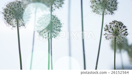 White Allium circular globe shaped flowers blow in 26152564