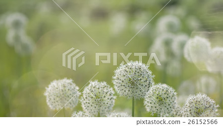 White Allium circular globe shaped flowers blow in White Allium circular globe shaped flowers blow in 26152566