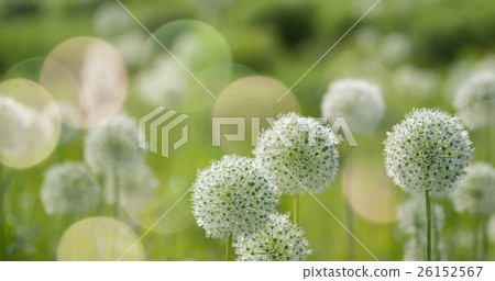 White Allium circular globe shaped flowers blow in White Allium circular globe shaped flowers blow in 26152567