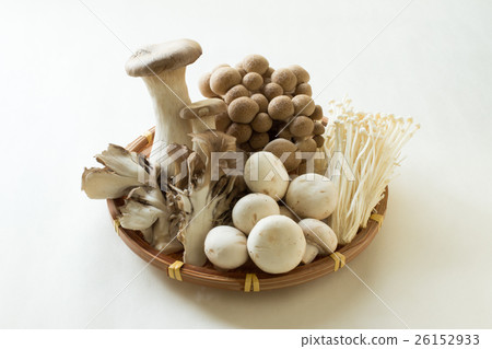 蘑菇 26152933