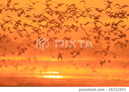 伊豆沼在早上 26152935