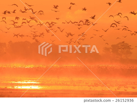 Izunuma in the morning 26152936