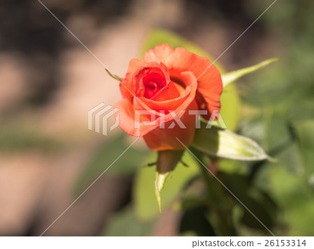 Roses with red petals. Roses with red petals. 26153314