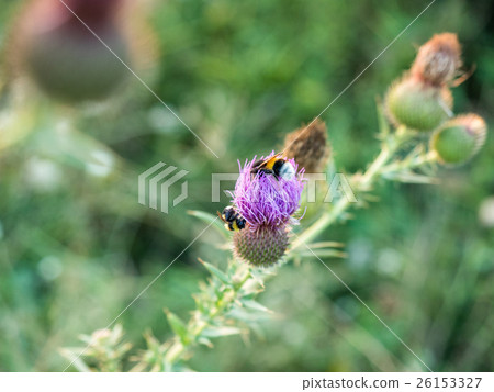 Close-up bumblebee on a thistle flower. Close-up bumblebee on a thistle flower. 26153327
