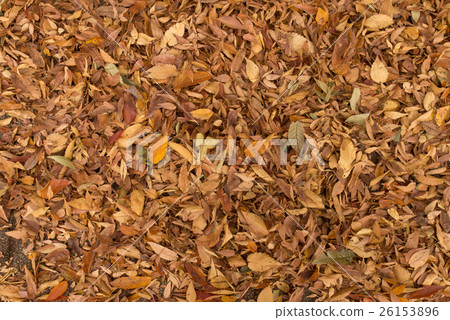 Texture Fallen Leaves Brown Autumn Nature Stock Photo