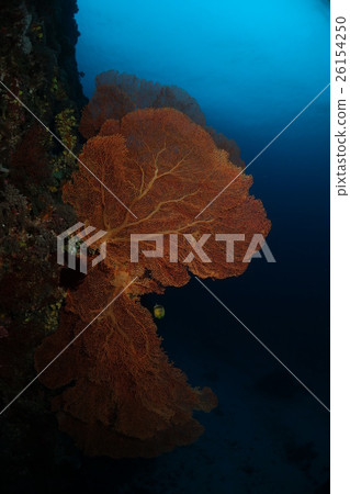 巨型海扇 巨型海扇 26154250