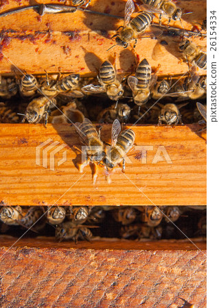Close up view of the bees swarming on a honeycomb. 26154334