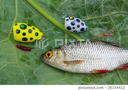 View of single common rudd fish and fishing bait 26154412