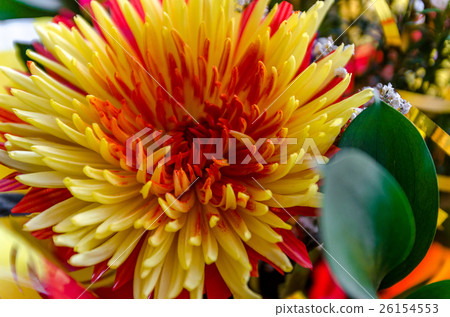 Chrysanthemum disbudded exclusive look 26154553