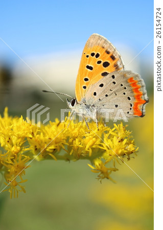 Lycaena phlaeas Lycaena phlaeas 26154724