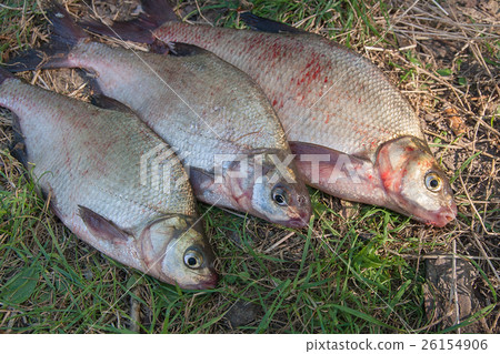Three common bream fish on green grass. Three common bream fish on green grass. 26154906