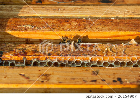 Close up view of the bees swarming on a honeycomb. Close up view of the bees swarming on a honeycomb. 26154907