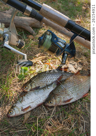 Stock Photo: Several common roach fish on green grass.