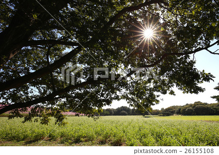 Sunbeams 26155108