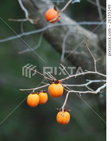 Persimmon nuts 26155149