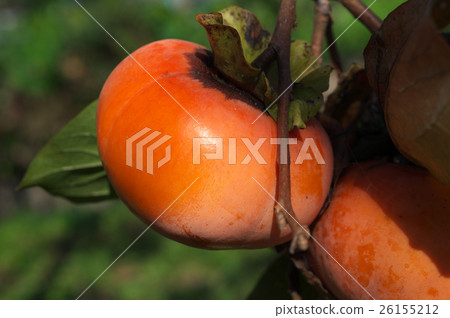 Persimmon's fruit landscape Persimmon's fruit landscape 26155212