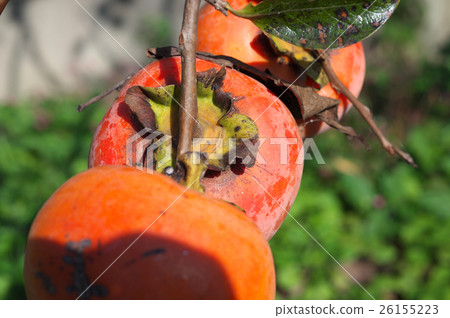 Persimmon's fruit landscape Persimmon's fruit landscape 26155223