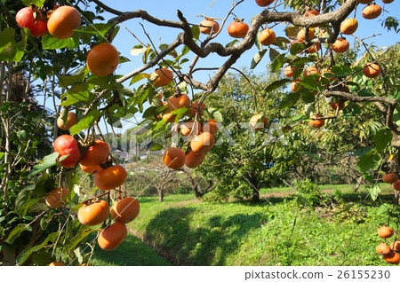 Persimmon's fruit landscape Persimmon's fruit landscape 26155230