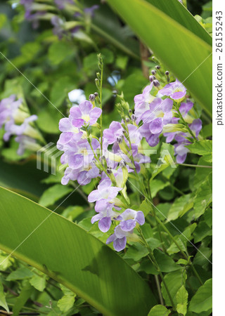 可樂滿的花 26155243